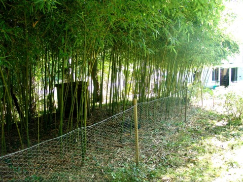 La bambouseraie (alias "la forêt des pandas") a eu droit a sa taille annuelle (coupe des feuilles à hauteur des yeux). C'est très agréable et "léger" vue de la maison